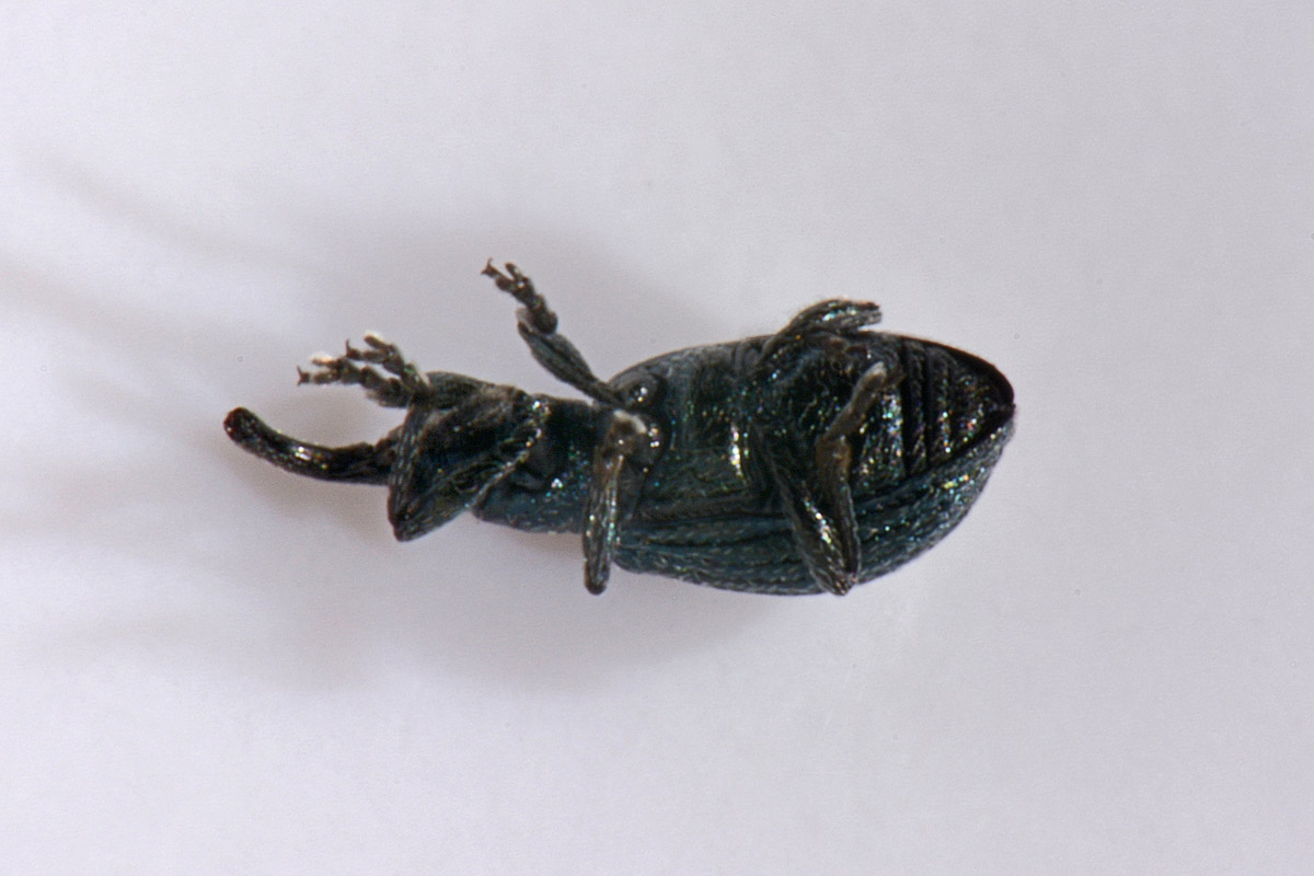 Apionidae: Ischnopterapion virens?  Sì !